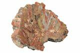 Polished, Petrified Wood (Araucarioxylon) - Arizona #234028-1